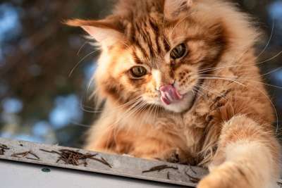猫 猫科动物 生姜 毛皮 可爱的 肖像 国内的 毛茸茸的