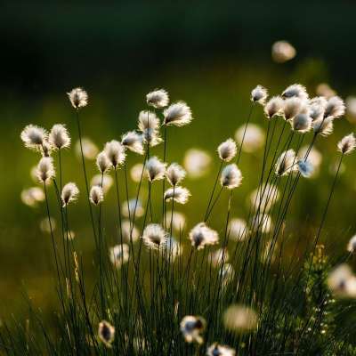 棉花草 花 植物 沼泽 春天 植物学 生长