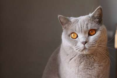 动物 猫 特写 猫的眼睛 胡须 脸 猫脸 猫科动物 宠物 灰猫