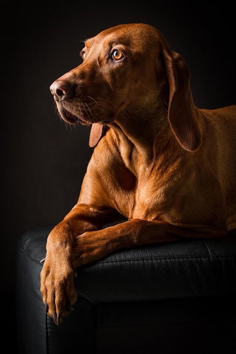 狗 宠物 犬类 动物 毛皮 鼻子 哺乳动物 狗肖像 动物世界