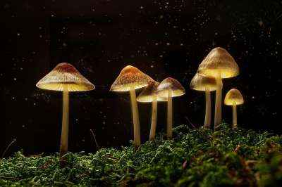 幻想 森林 蘑菇 光 超现实的 魔术 夜 蘑菇 蘑菇 蘑菇