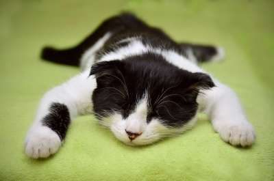 猫 睡猫 猫科动物 宠物 动物 懒猫 猫 猫 猫 猫 猫