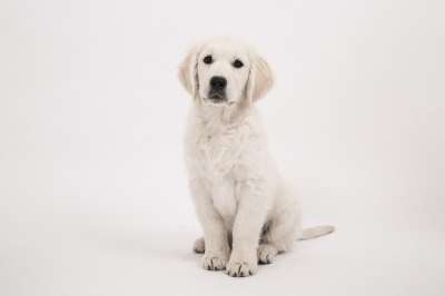 狗 金毛猎犬 小狗 纯种狗 可爱的 家畜 动物 年轻 小的