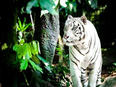 老虎 白色的老虎 野猫 白王获胜者 大猫 新加坡动物园