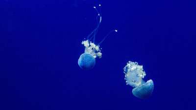 水母 动物 水下 海上的果冻 刺胞动物 海洋生命 海上生活