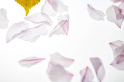 花瓣 坠落 日本樱花 落的树叶 开花 盛开 樱花 树叶 粉色的