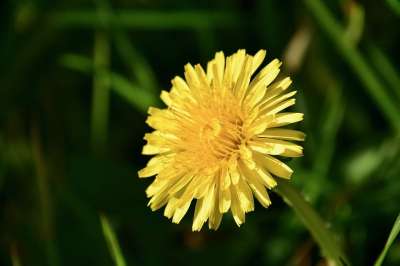 花 蒲公英花 黄花 花的花瓣 黄色的花瓣 花草地 野花 弹簧开花