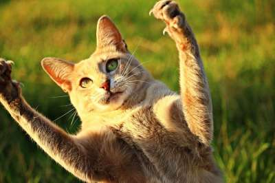 猫 爪子 爪 游戏 虎猫 鲭鱼 老虎 家猫 小猫 家畜