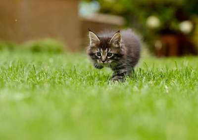猫 小猫 草 猛扑 茎 动物 宠物 猫科动物 草地 猫 猫
