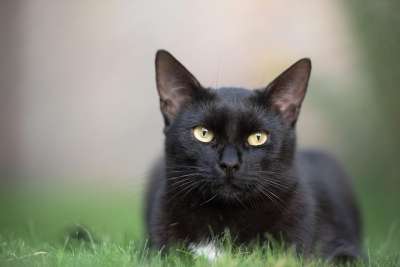 猫 宠物 猫科动物 黑猫 动物 毛皮 基蒂 国内的 国内的猫