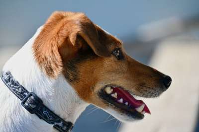 狗 杰克罗素梗 梗犬 鼻子 家畜 动物 动物图片 动物摄影