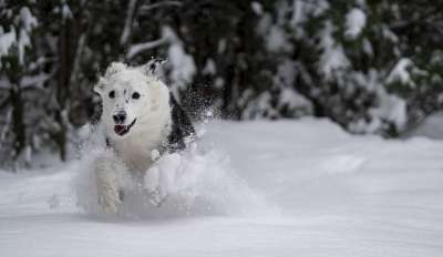 狗 雪 播放 玩耍 动物 冬天 灰狗 灰色的动物 灰色雪