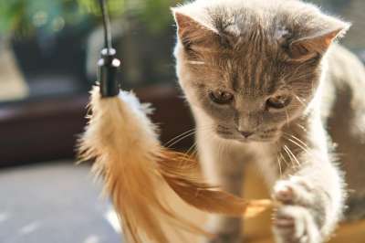 猫 可爱的 宿醉 小的 婴儿 年轻 动物 家畜 毛皮 柔软的
