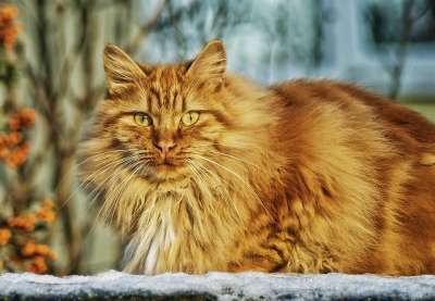 猫 宠物 动物 姜黄色的猫 挪威森林猫 国内的猫 猫科动物