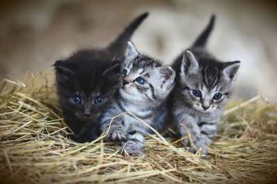 小猫 宠物 猫科动物 猫 动物 毛皮 基蒂 哺乳动物 国内的