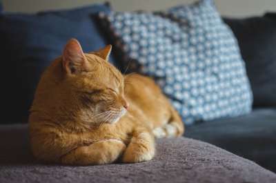 猫 红猫 猫的眼睛 躺猫 梦 家猫 一个整齐干净的猫 冷静的猫