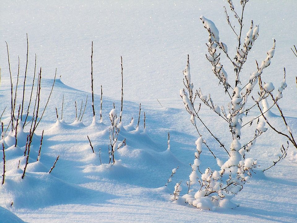 冬天, 霜, 雪, 植物