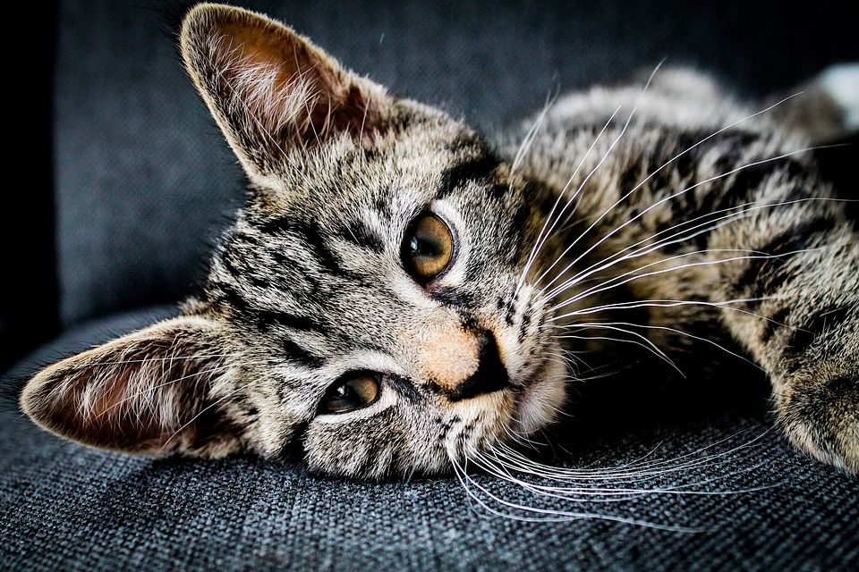 猫, 猫科动物, 宠物, 胡须, 动物, 脸, 小猫, 虎斑猫, 国内的