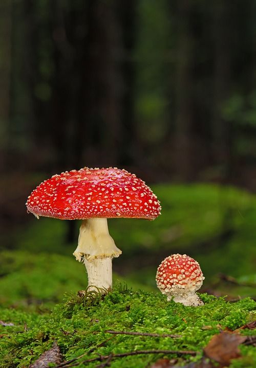 蘑菇 毒菌 苔藓 森林地面 落下 木耳 森林蘑菇 自然