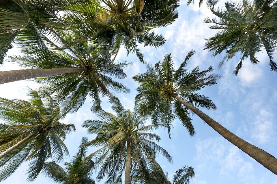 棕榈树, 椰子树, 热带, 背景, 夏天, 自然, 天堂, 户外, 棕榈树