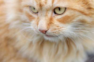 猫 小猫 宠物 动物 猫科动物 特写 猫 猫 猫 猫 猫