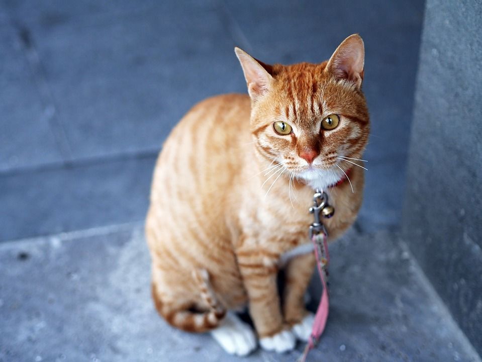 猫, 宠物, 动物, 虎斑猫, 国内的猫, 猫科动物, 哺乳动物, 可爱的