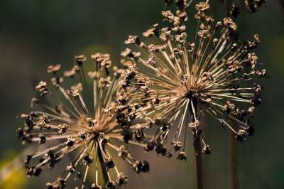 葱属 观赏葱 开花 褪色 棕色的 残花 枯萎 花园 园林植物