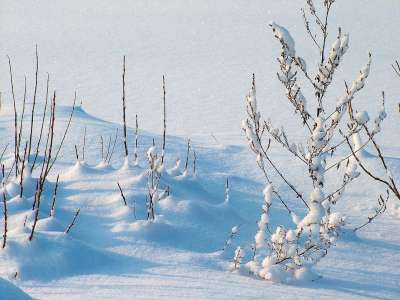 冬天 霜 雪 植物