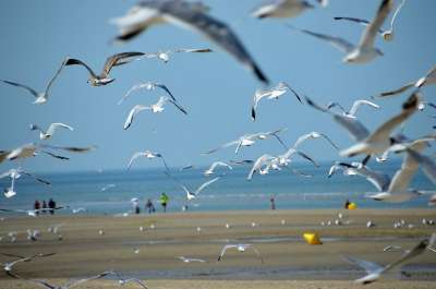 海 海滩 斯特拉海滩 Hauts De France 度假村 砂