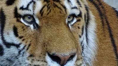 动物 老虎 大猫 Amurtiger 猫 西伯利亚虎 动物园