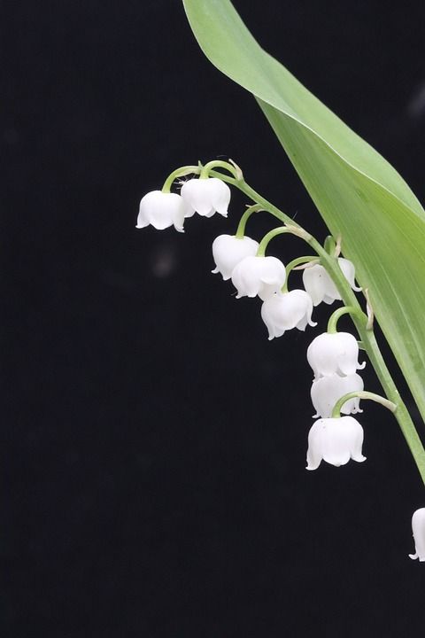 山谷里的百合 花 可能 白色的 钟声 幸运的魅力 香 花园 链