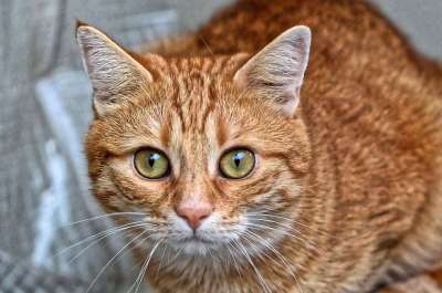 猫 宿醉 红色的 可爱的 鲭鱼 老虎 舒适 动物 家猫 毛皮