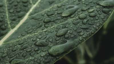 树叶 水滴 绿色的树叶 叶子 植物 湿的 雨 叶静脉 绿色