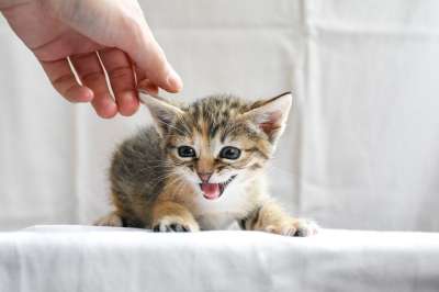猫 小猫 手 尖叫 眼睛 猫科动物 宠物 猫 猫 猫 猫