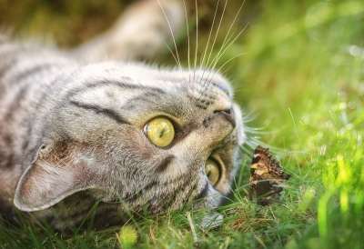 猫 蝴蝶 家猫 年轻的猫 家畜 宿醉 英国短毛猫 猫脸 头