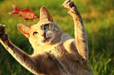 猫 鱼 猎物 吃下去 虎猫 鲭鱼 老虎 小猫 打猎