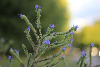自然花 森林花 野花 花草 自然 春天 绿色 树 环境 草