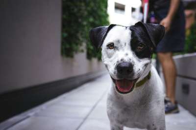狗 宠物 犬类 狗品种 动物 品种 看着 哺乳动物 户外 小狗