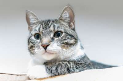猫 欧洲短毛猫 宠物 猫科动物 动物 毛皮 基蒂 国内的