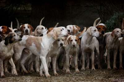 小狗 放牧 犬类 动物 宠物 哺乳动物 自然