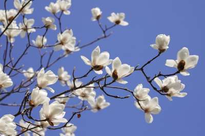 花 春天 春天的花朵 丰富多彩的 花园 公园 玉兰 花 花 花