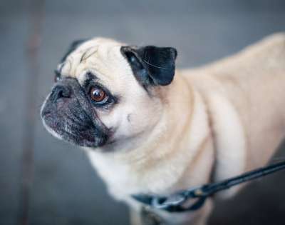 哈巴狗 狗 动物 皮带 宠物 犬类 国内的 家犬 肖像 狗肖像