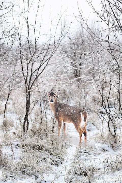 下雪的 冬天 森林 雪 鹿 寒冷的 景观 树木 风景秀丽的