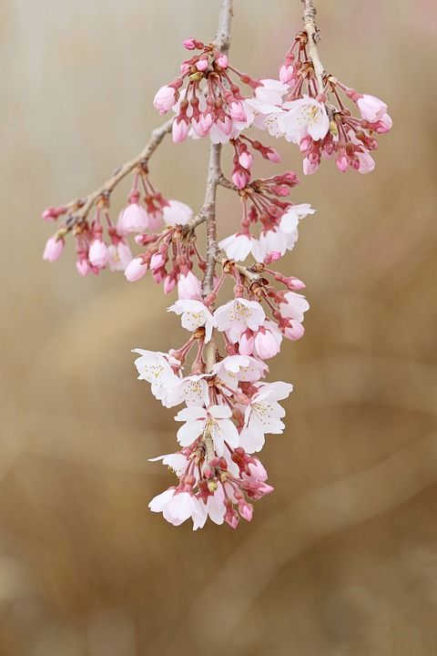 樱花 花朵 春天 芽 枝杈 粉红色的花朵 盛开 开花 樱桃树