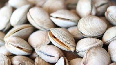 蛤 外壳 海洋 海 海滩 哥斯达黎加 美食