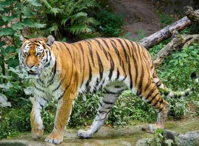动物 老虎 大猫 Amurtiger 猫 捕食者 危险的