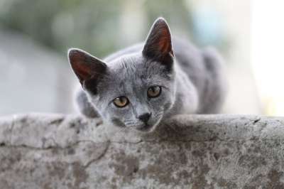 猫 英国短毛猫 小猫 看法 灰色的 动物 宠物 可爱的 脸