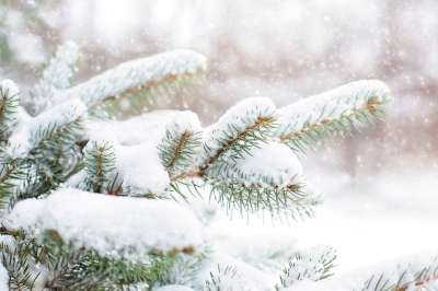 松树 冬天 雪 圣诞节背景 森林 常绿 自然 雪壁纸 松树