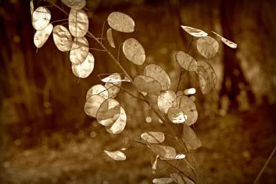 诚实 植物 种荚 金钱工厂 银元 中国的硬币 农历 年度的