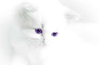 猫宝宝 猫 白色的 家猫 白色的猫 幼兽 甜的 动物 猫眼